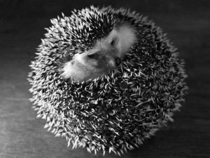hedghog